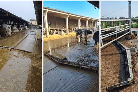 Effective Manure Management Practices in Dairy Farming