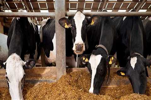 Staying Ahead in Dairy Farming: How Farmers Keep Up with Industry Trends and Advancements