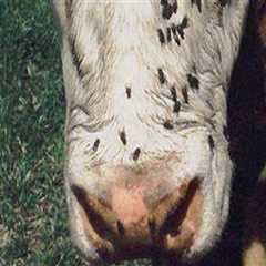 Understanding Common Parasites Impacting Livestock Health