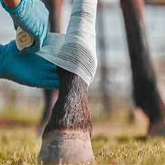 Understanding Common Injuries in Livestock and Their Impact on Health Services