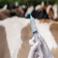 Essential Vaccinations for Livestock: Ensuring Optimal Health and Productivity