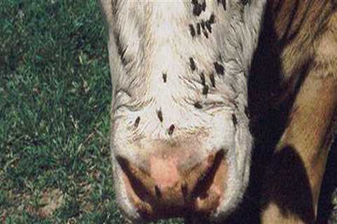 Understanding Common Parasites Impacting Livestock Health