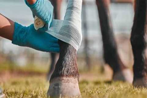 Understanding Common Injuries in Livestock and Their Impact on Health Services