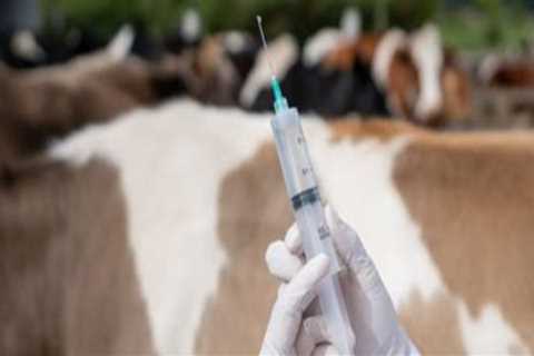 Essential Vaccinations for Livestock: Ensuring Optimal Health and Productivity